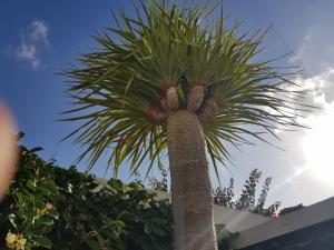 een palmboom voor een gebouw bij VILLA FENIX in Puerto del Carmen