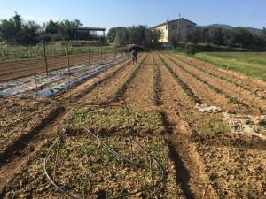 Zahrada ubytování Agriturismo La Casina nel Vigneto