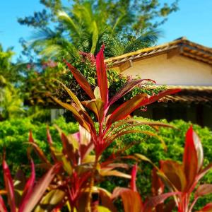 Zahrada ubytování Pousada Villages Boutique Hotel - 150m da Praia da Laje