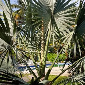 Zahrada ubytování Pousada Villages Boutique Hotel - 150m da Praia da Laje