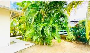uma palmeira em frente a uma casa em LE ROSA PARKS CLÉMARTHA em Kourou