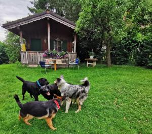 Ospiti di Schusterbauer con animali domestici