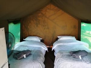 a group of three beds in a tent at Yebo Safaris, Glamping Adventures in Skukuza