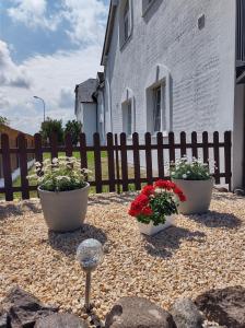 two pots of flowers in front of a fence at DAGMARA in Łeba +77 photos