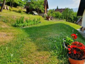 A garden outside Apartman Draga