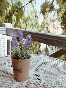 a pot of purple flowers sitting on a table at Nefeli rooms Ios in Ios Chora