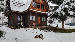 un cane che giace nella neve di fronte a una casa di Bajeczka a Dwernik