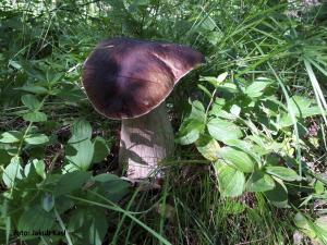 Fotografia z galérie ubytovania Pension Aspen v destinácii Železná Ruda