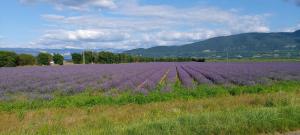 a field of purple lavender with mountains in the background at Chambre d'hôtes des Loyes in Jaillans