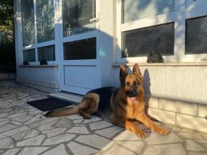 Haustiere von Gästen der Unterkunft Holiday House Crik
