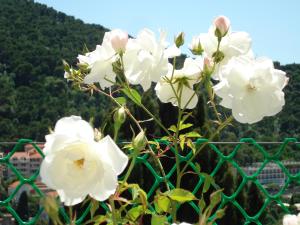 a bunch of white flowers in front of a fence at Rooms and Apartment Nike in Dubrovnik