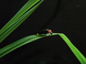 einem Käfer auf einem grünen Blatt in der Unterkunft Ishinoyu Lodge in Yamanouchi