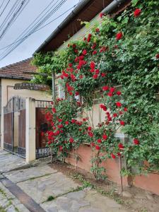 Billede fra billedgalleriet på Pensiunea Leia Cârțișoara i Cârţişoara