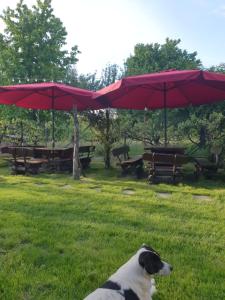 Billede fra billedgalleriet på Pensiunea Leia Cârțișoara i Cârţişoara + 59 billeder