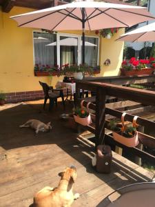 pies i pies leżący na patio z parasolem w obiekcie American Dream w mieście Şimon
