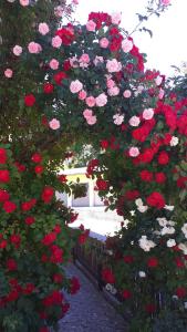 un montón de rosas rojas y blancas en un jardín en Pension Haus Rohrmoser, en Annaberg im Lammertal