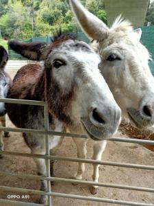 un par de animales parados detrás de una valla en Villa D'Albertis, en Crevari