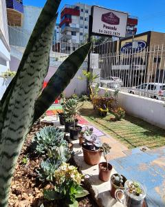 un grupo de cactus y plantas en un jardín en Hostel e Pousada Tiradentes 774, en Passo Fundo