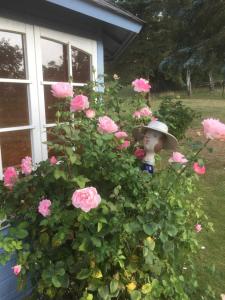 ガガーにある4 _ Sterne Ferienhaus Am Brinkのピンクのバラの茂みの人形