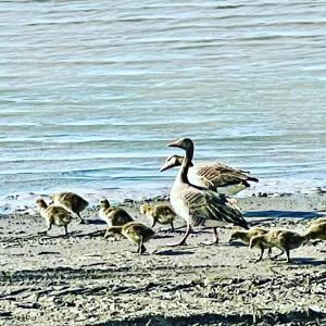 Tiere in der Pension oder in der Nähe