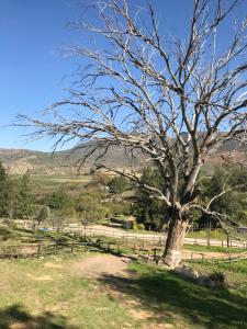 a tree with no leaves on it in a field at Boskloof Swemgat in Clanwilliam