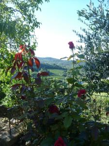 uma roseira com flores vermelhas num jardim em Podere Palazzolo (ADULTS ONLY) em Castellina in Chianti