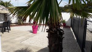 un palmier dans une cour à côté d'une clôture dans l'établissement Résid'Azur, à Saint-Jean-de-Monts