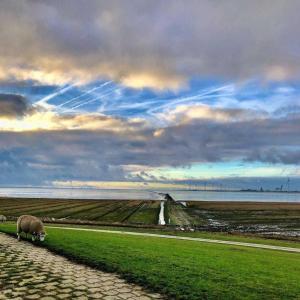 a sheep grazing on the grass next to a road at Ferienhaus Dollartbrise 45005 in Pogum
