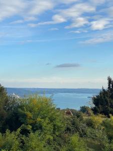 two horses grazing on a hill near a body of water at La Garçonniérre del Lago Maggiore in Nebbiuno