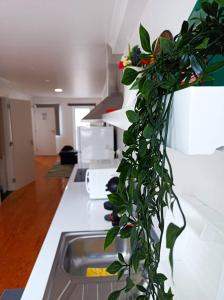 una cocina con una planta colgada sobre un fregadero en City Center House, en Ponta Delgada
