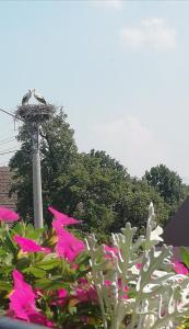 Zahrada ubytování Agrogospodarstwo HALINA ŁUC