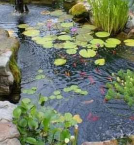 un estanque lleno de lirios y plantas en Bunga-lodge VANILLE en Saint-André