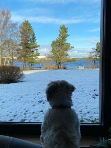 a dog looking out a window at a snow covered field at Amber Carron in Oughterard