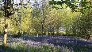 un campo de flores púrpuras en un bosque con árboles en Hollicarrs - Sunflower Lodge en York