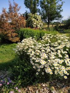 - un bouquet de fleurs dans un jardin dans l'établissement Les Bienfaits d'Harmonium, à La Chapelle-Gaudin