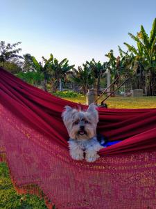 un piccolo cane seduto su un'amaca di RECANTO ELAMAR a Socorro