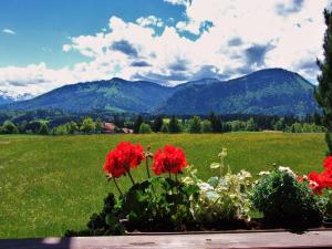 a field with red flowers and mountains in the background at Gästehaus Schmid & Reitzner in Immenstadt im Allgäu