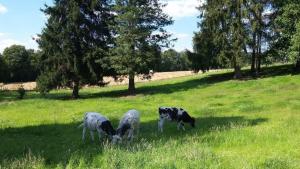 drei Schafe und eine Kuh, die auf einem Feld weiden in der Unterkunft Bauernhof Sesterhenn in Leichlingen