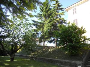 two trees on a hill next to a house at Il Cedro in Tagliolo Monferrato