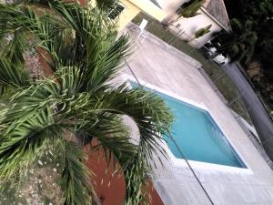 a palm tree next to a swimming pool at Brittany Manor Retreat in Kingston