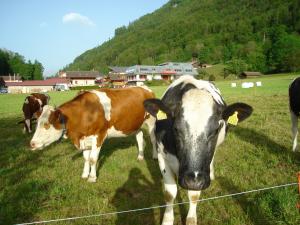Altri animali domestici presso l'hotel o nei dintorni