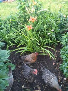 a group of chickens standing in a garden at Oase der Geborgenheit in Venningen