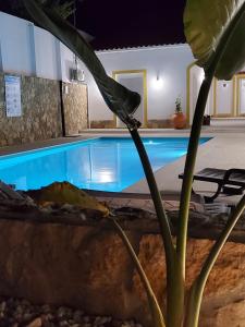 a plant in front of a swimming pool at Casinhas da Avó Aura in Reguengos de Monsaraz