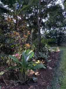 a garden with plants and trees and a trail at Bongalow Villa Sarchi in Sarchí +4 photos
