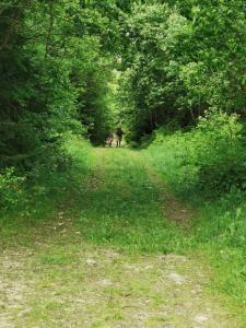 um cavalo a caminhar por um caminho na floresta em Гірський релакс em Golovetsk