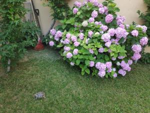 Fotografia z galérie ubytovania Spacious apartment with big garden near beach v Splite