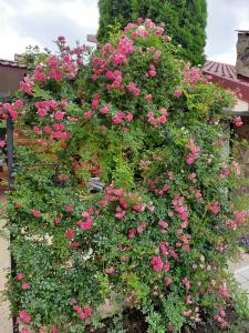 un gran arbusto de rosas rosas en un jardín en Панівецька Садиба, en Zyubrovka