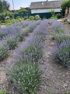a field of lavender in a garden at Панівецька Садиба in Zyubrovka