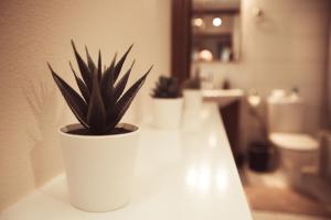 a plant in a white pot sitting on a counter at Limnos IRiS Apartments in Agios Ioannis Kaspaka +83 photos