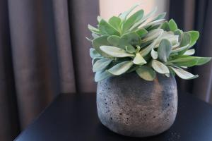 a vase with a plant in it on a table at Lodge Boutique Hotel Kühlungsborn in Kühlungsborn